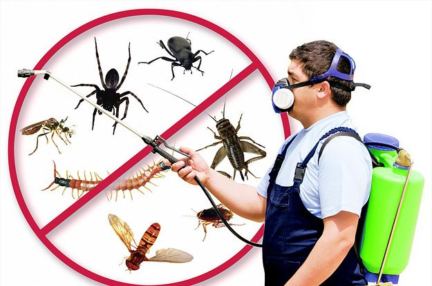 Pest Control for the Spring Season