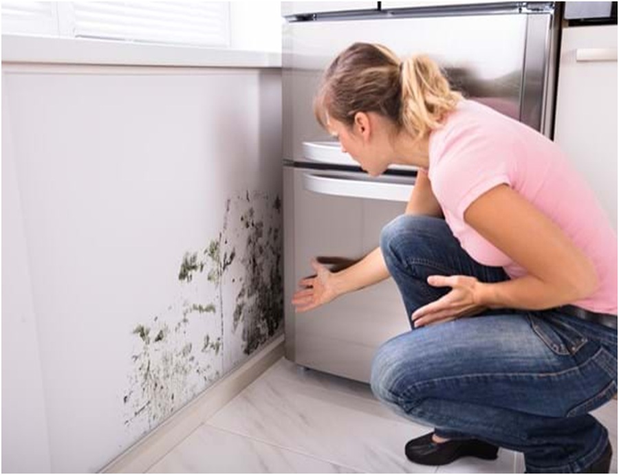 Why is mold inspection necessary