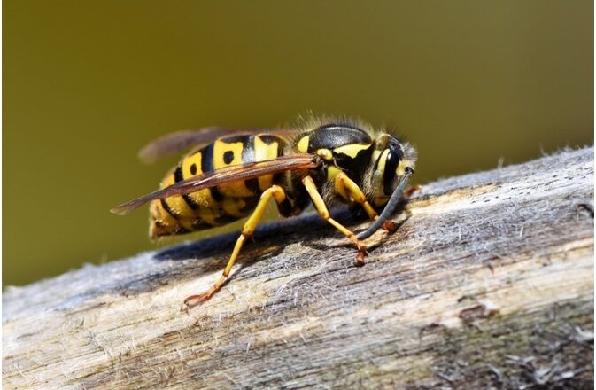 5 Need-to-Know Wasp Facts for Homeowners