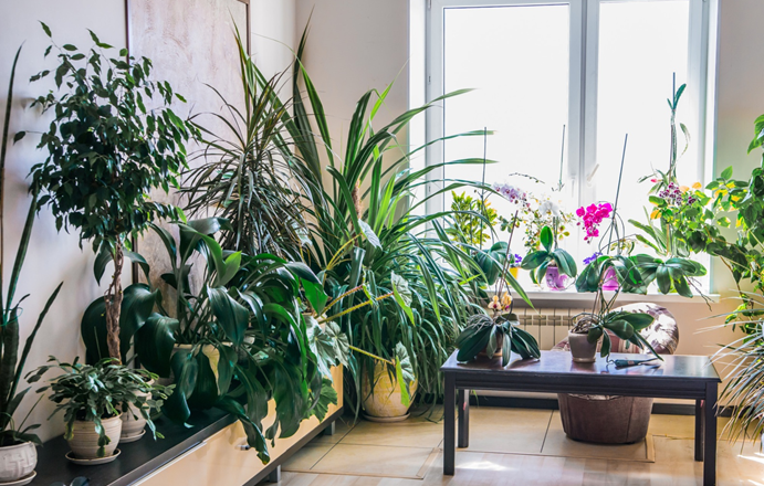 Top 7 Factors to Consider When Choosing Indoor Plants