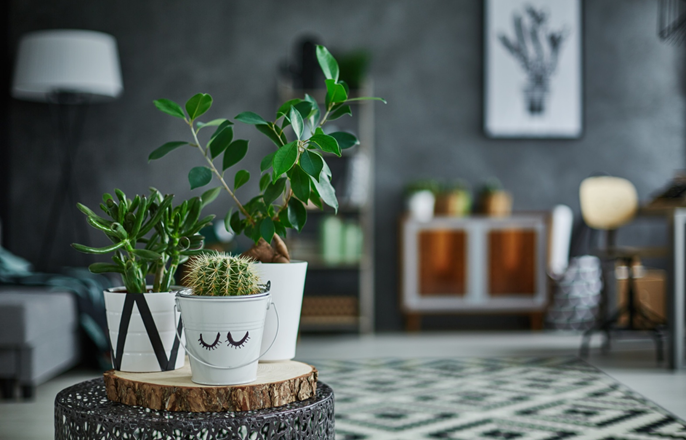 The Different Types of Indoor Plants That Homeowners Have Today