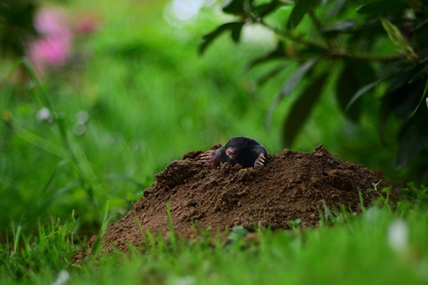 Mole Damage to Lawn: Can You Fix It?