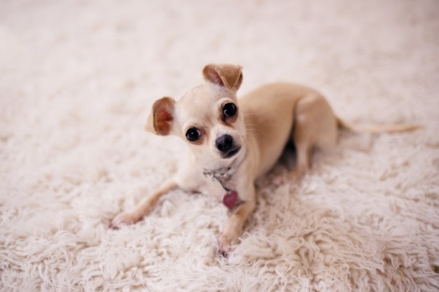 How to Remove Pet Urine, Stains, and Odors From Carpets