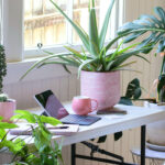 The Most Popular House Plants: 10 Easy-to-care-for Options