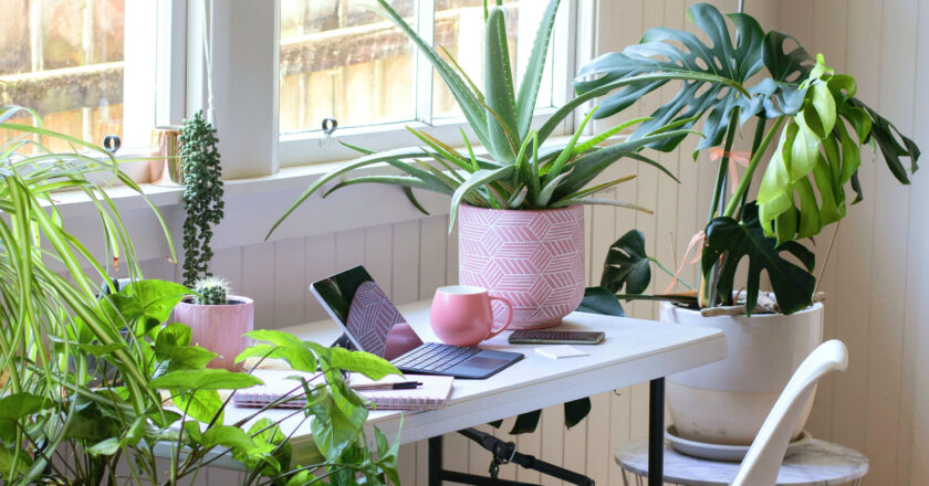 The Most Popular House Plants: 10 Easy-to-care-for Options